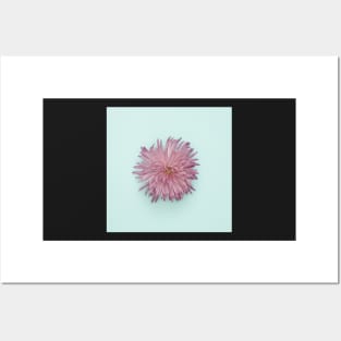 Isolated Flower on Turquoise Posters and Art